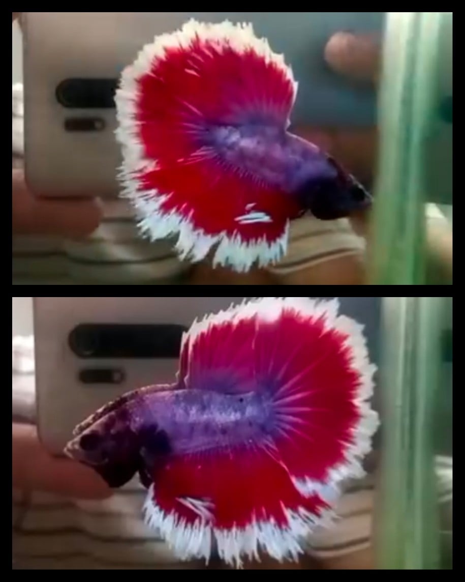 Red White Rim Butterfly