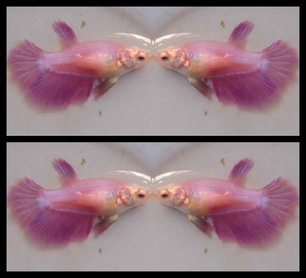 Female pink purple