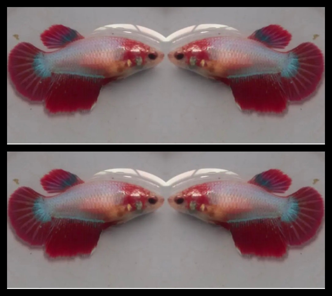 Female Red Pink