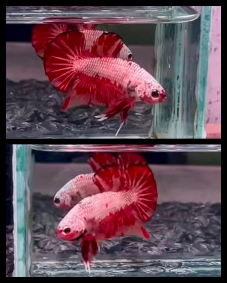 Dragon Nemo