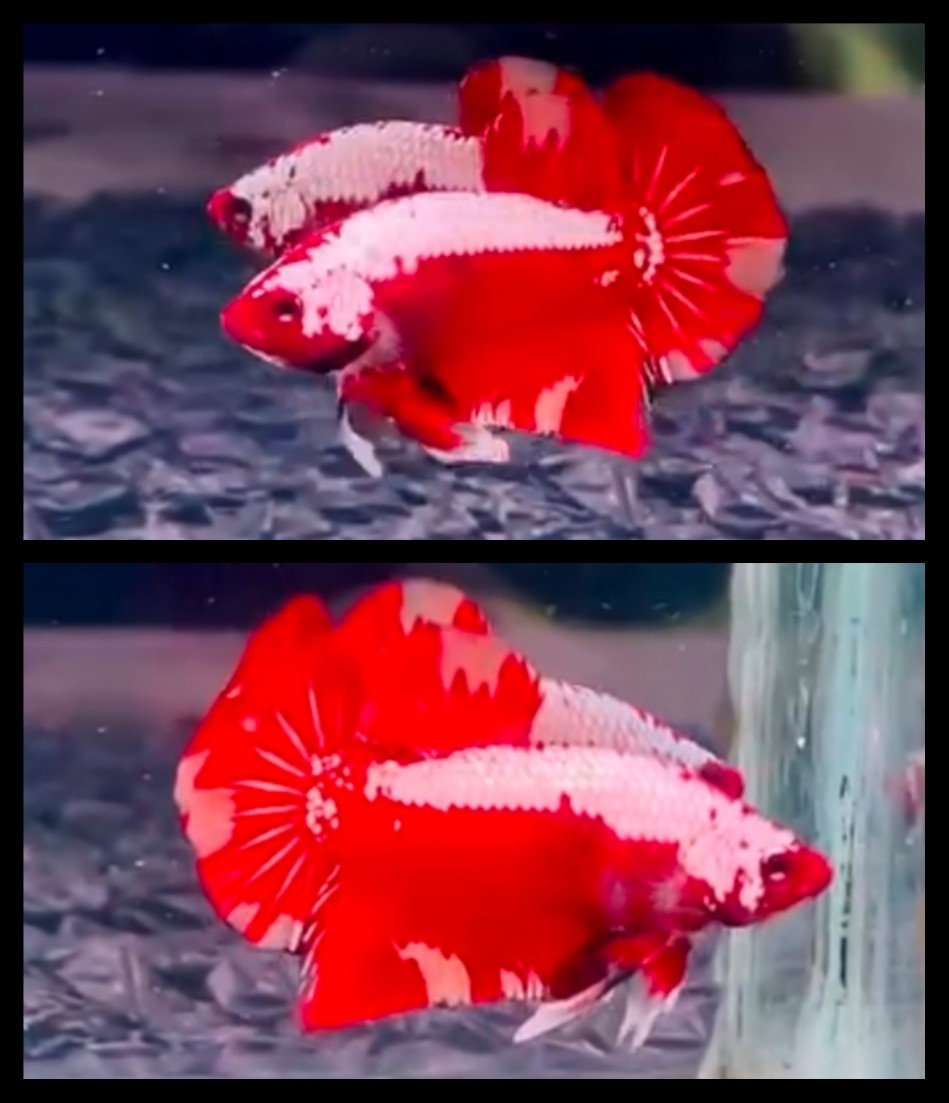 Red Samurai Nemo