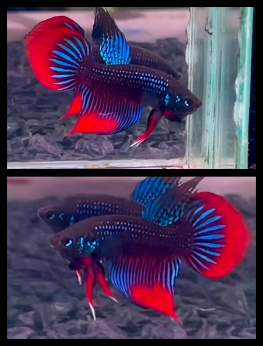 Imbellis Red