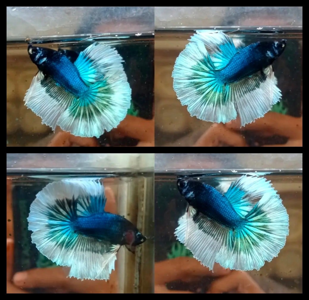 Blue Butterfly