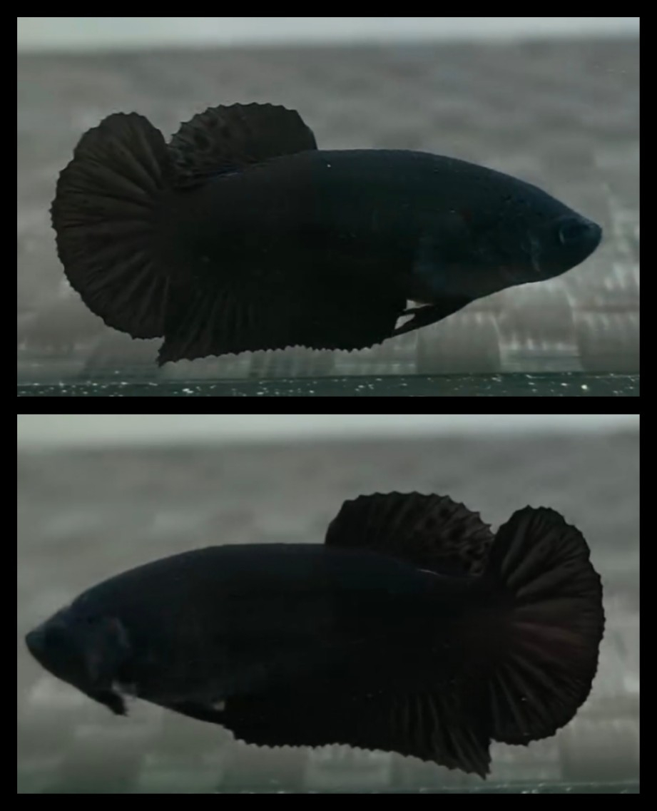 Female Super Black