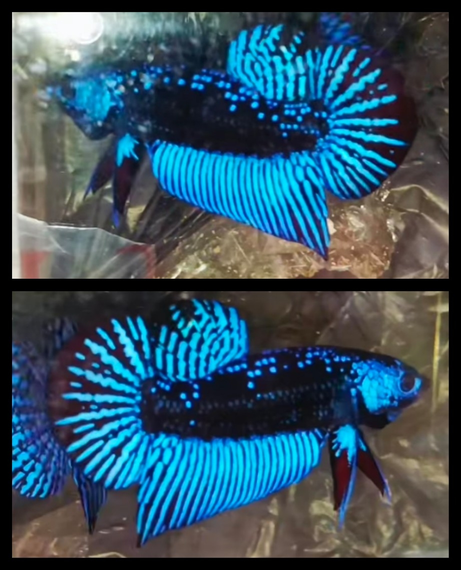 Alien Samurai Blue