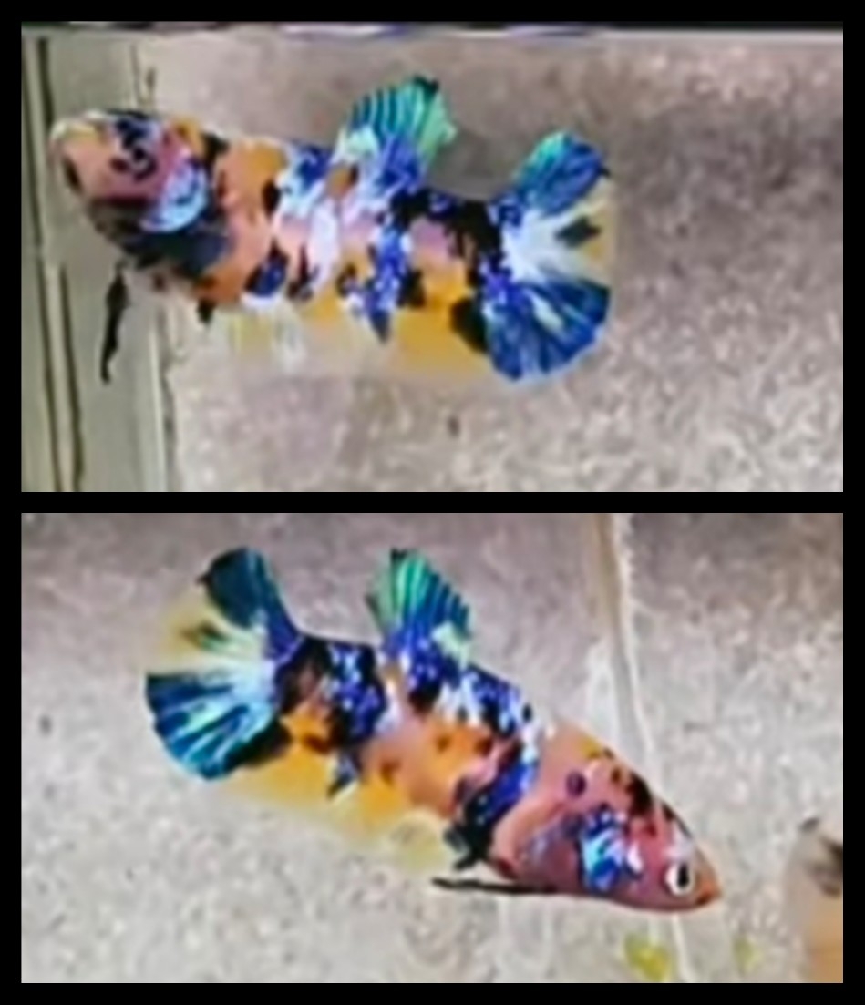 Female Galaxy Yellow