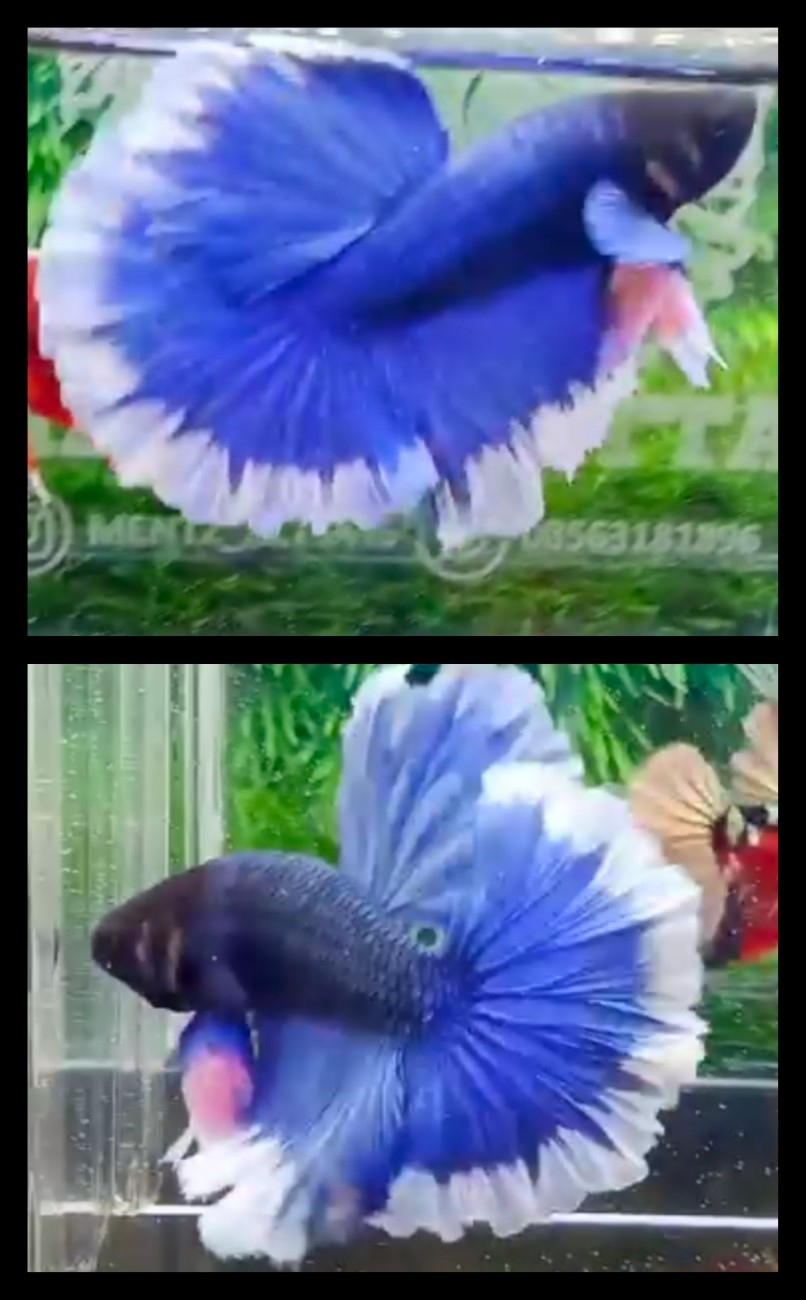 Blue Butterfly