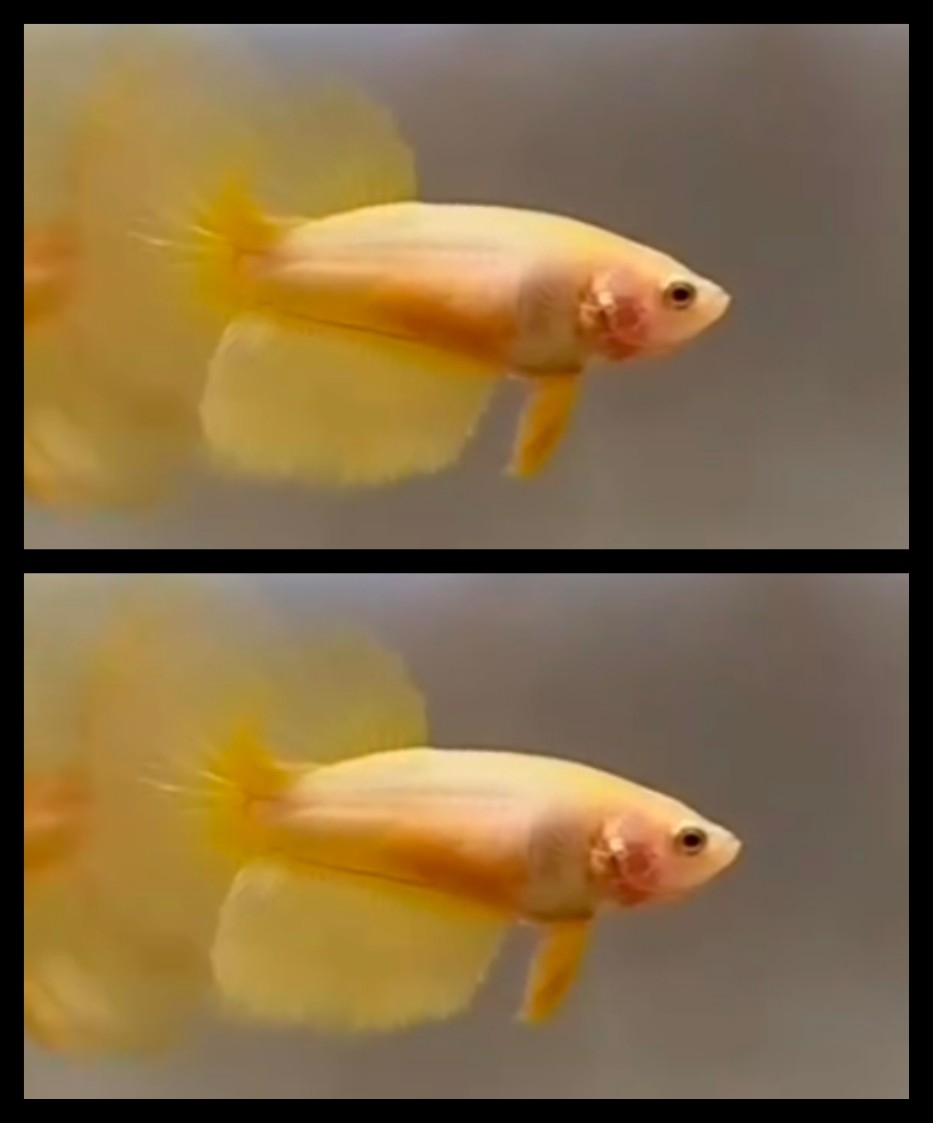 Female Yellow 1