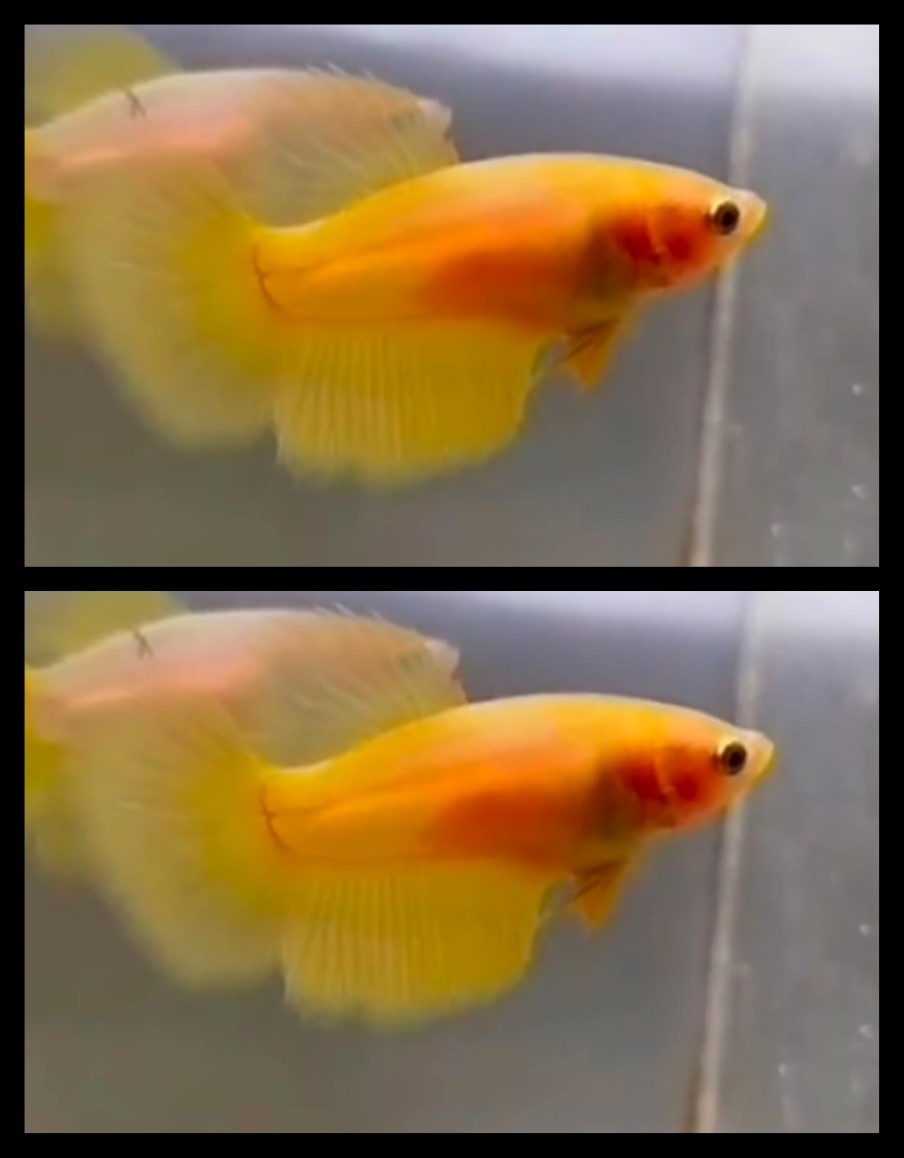 Female Yellow 2