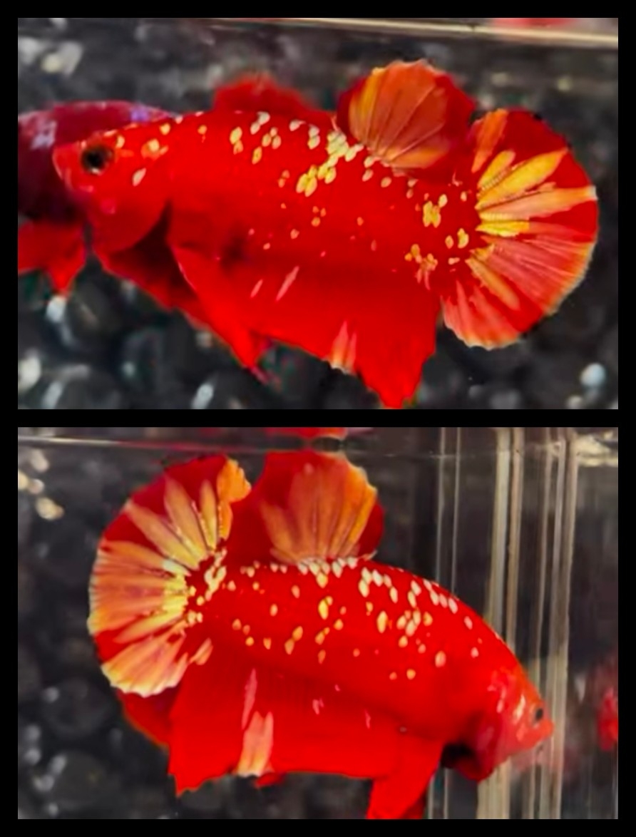 Red Gold 3