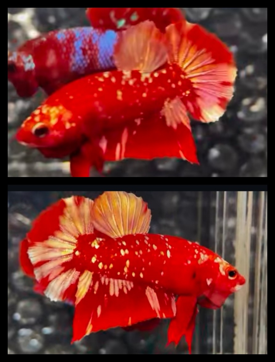 Red Gold 2