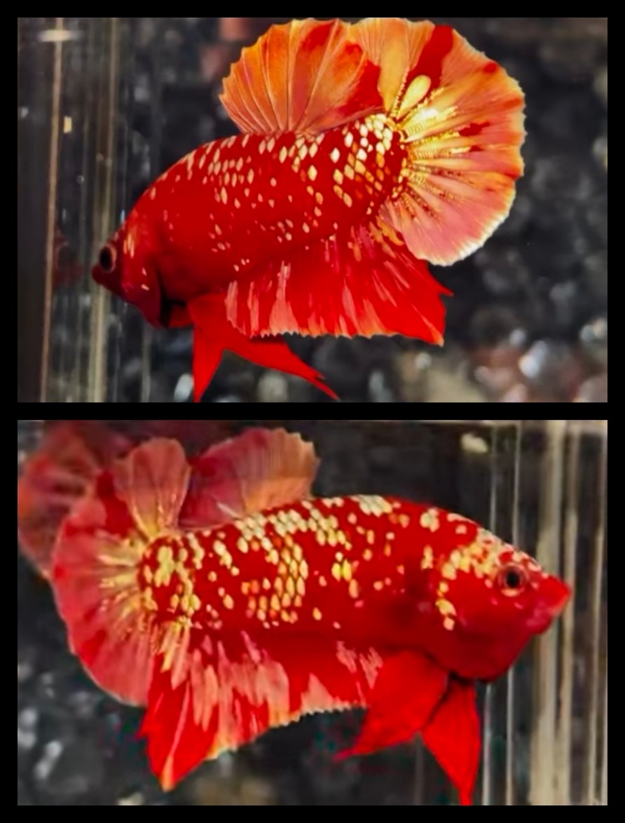 Red Gold 1