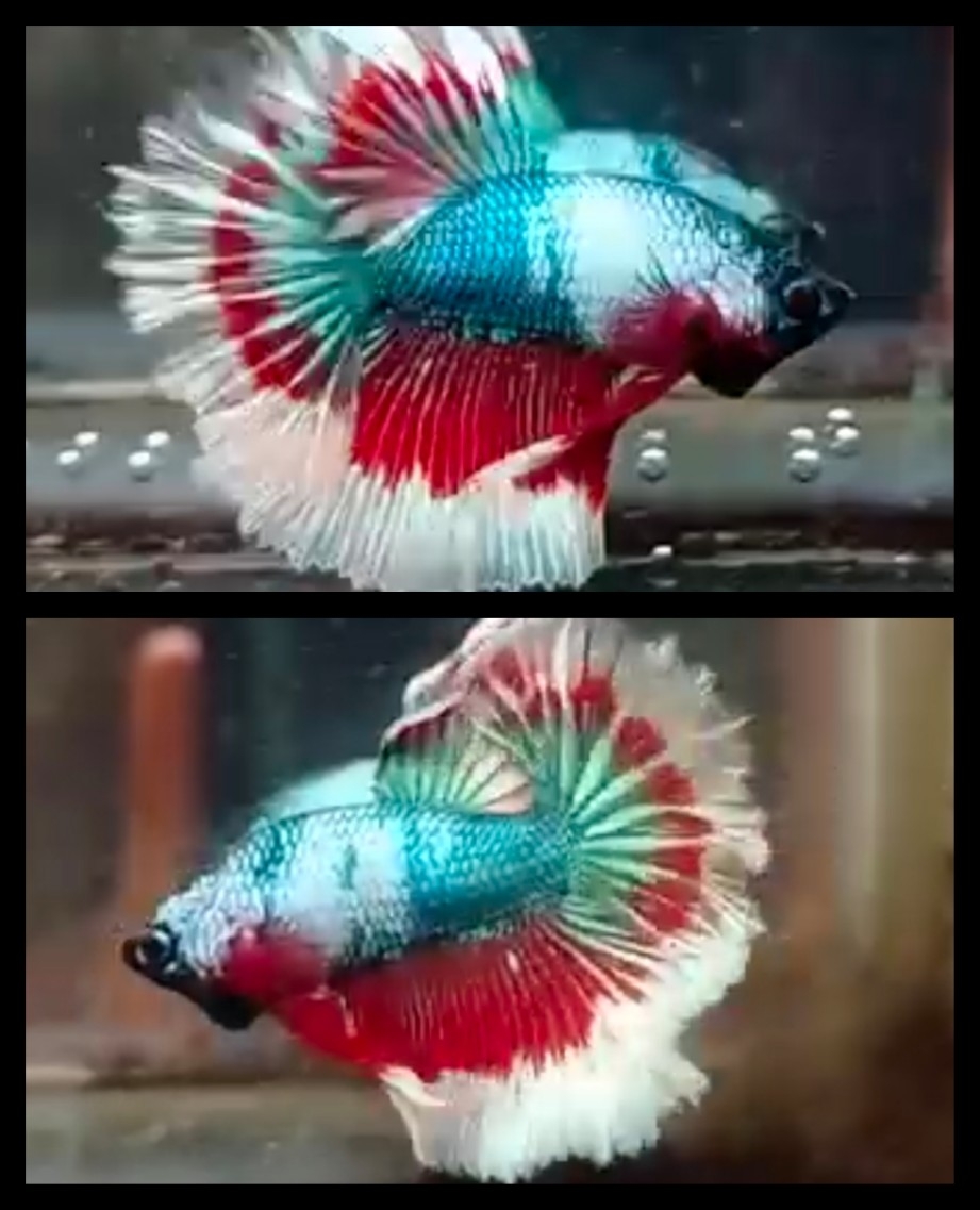 Fancy Butterfly