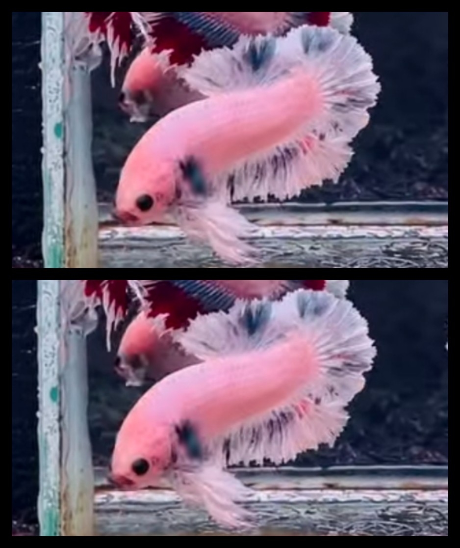 Sweet Pink Rosetail