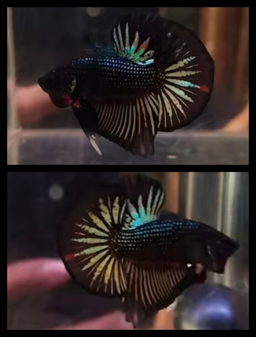 Black Copper