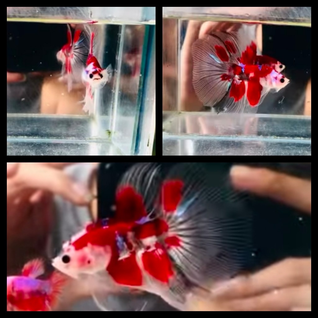 Red Koi