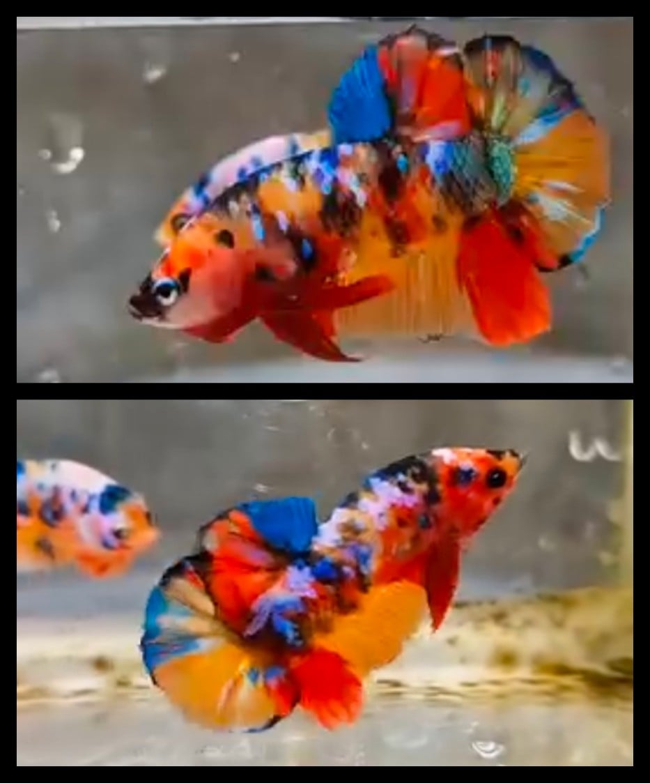 Sweet Multicolor