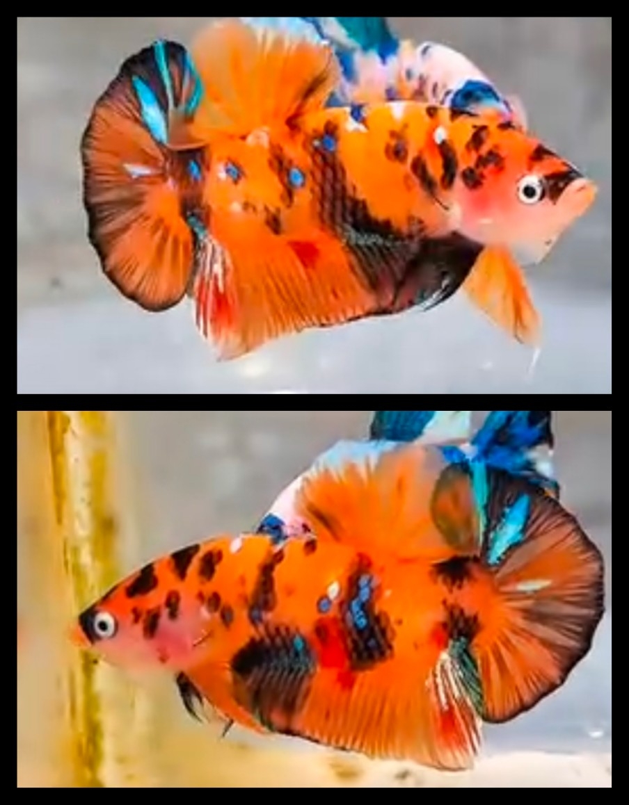Sweet Orange Galaxy