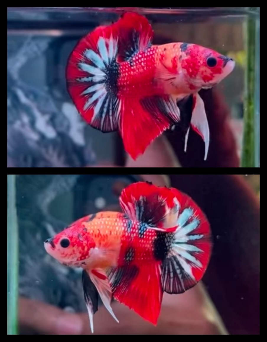 Nemo Metallic