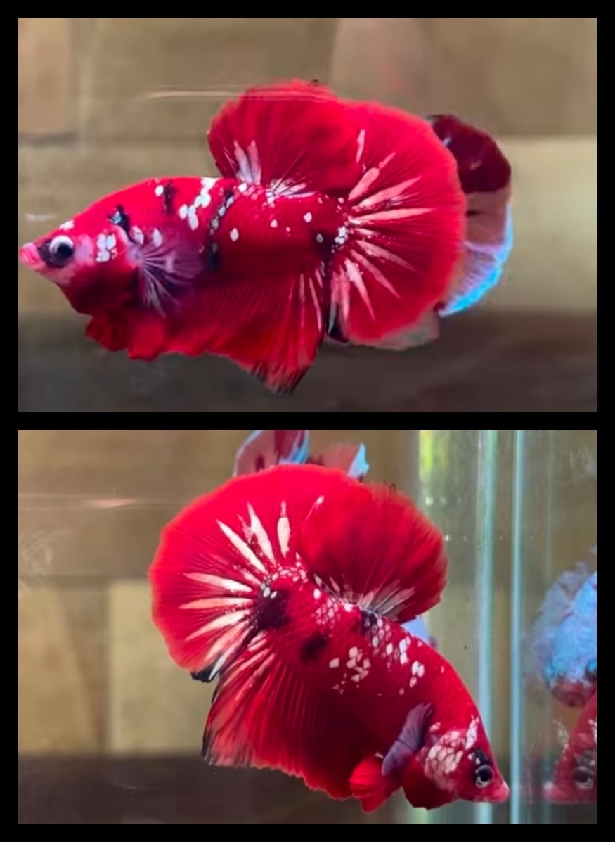 Red Koi Copper