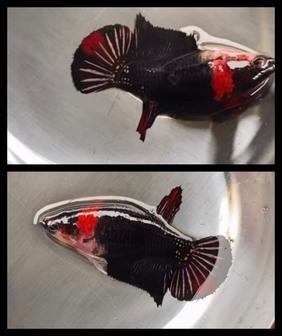 Female Black Orange Headband