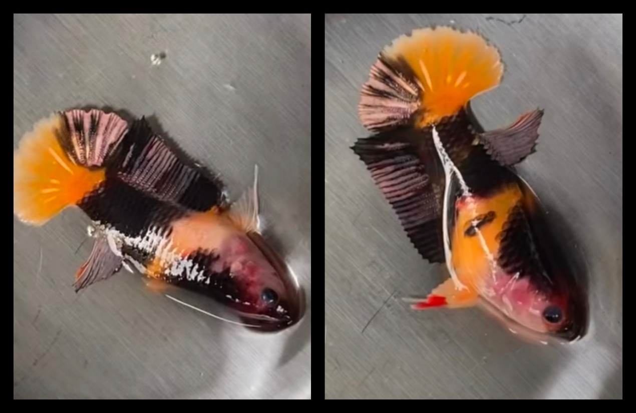 Female Sweet Black Nemo