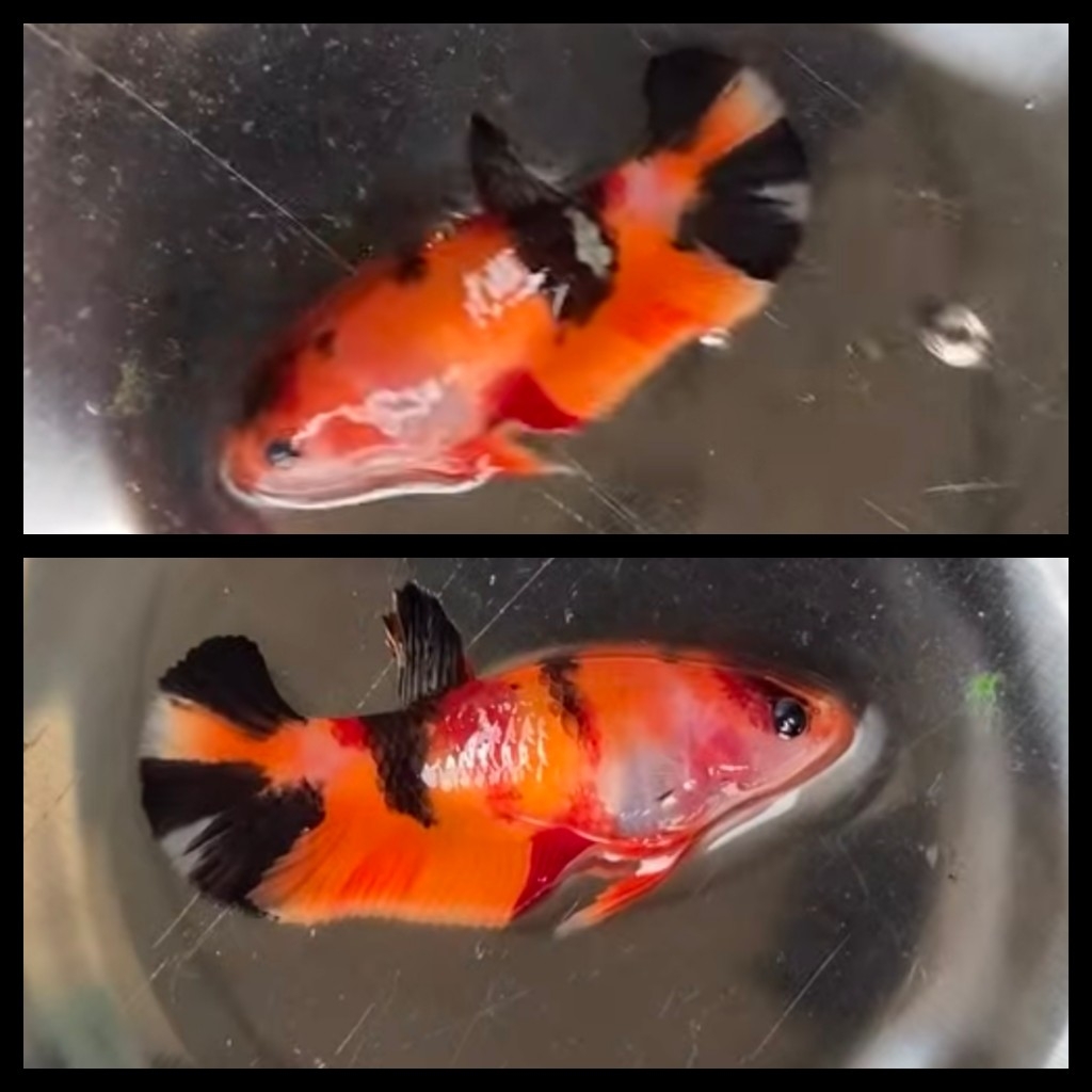 Female Sweet Nemo