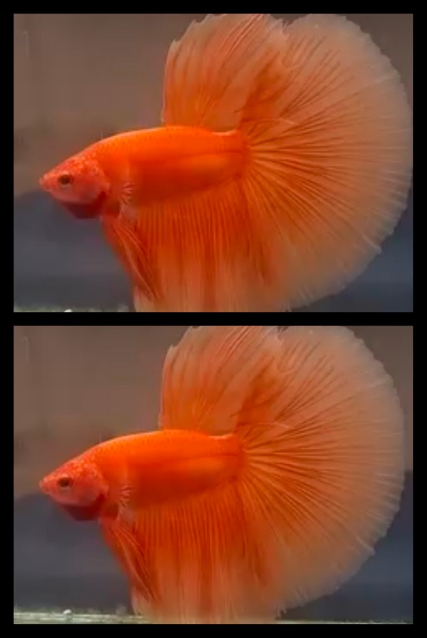 Sweet Orange