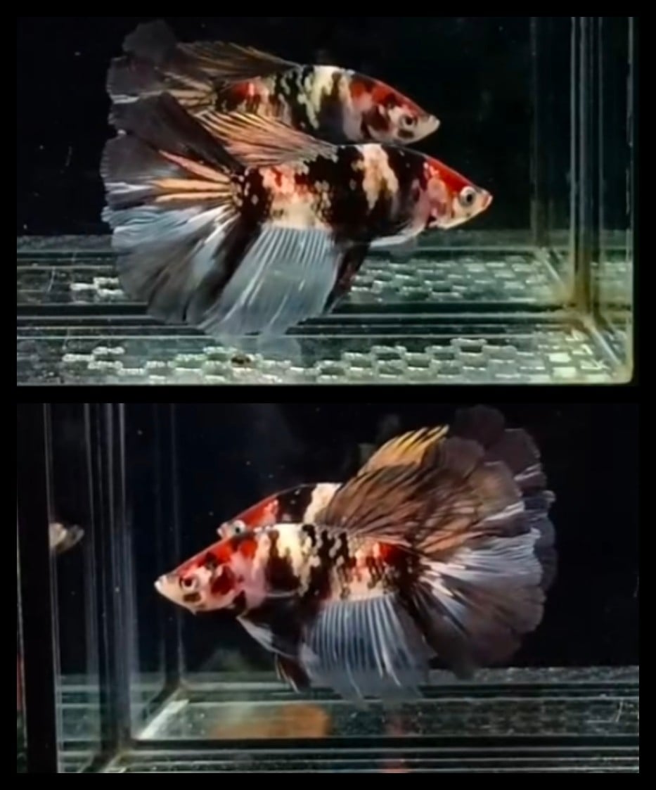 Avatar Copper Koi