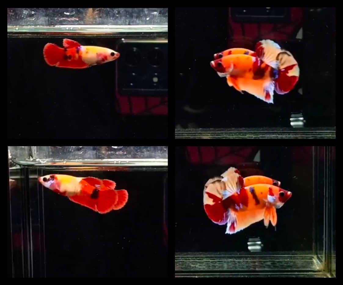 Pair Nemo Sweet