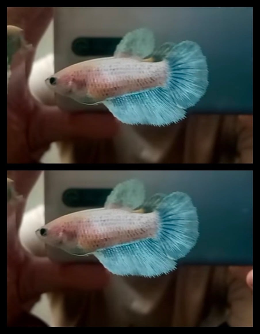 Female Grizzle
