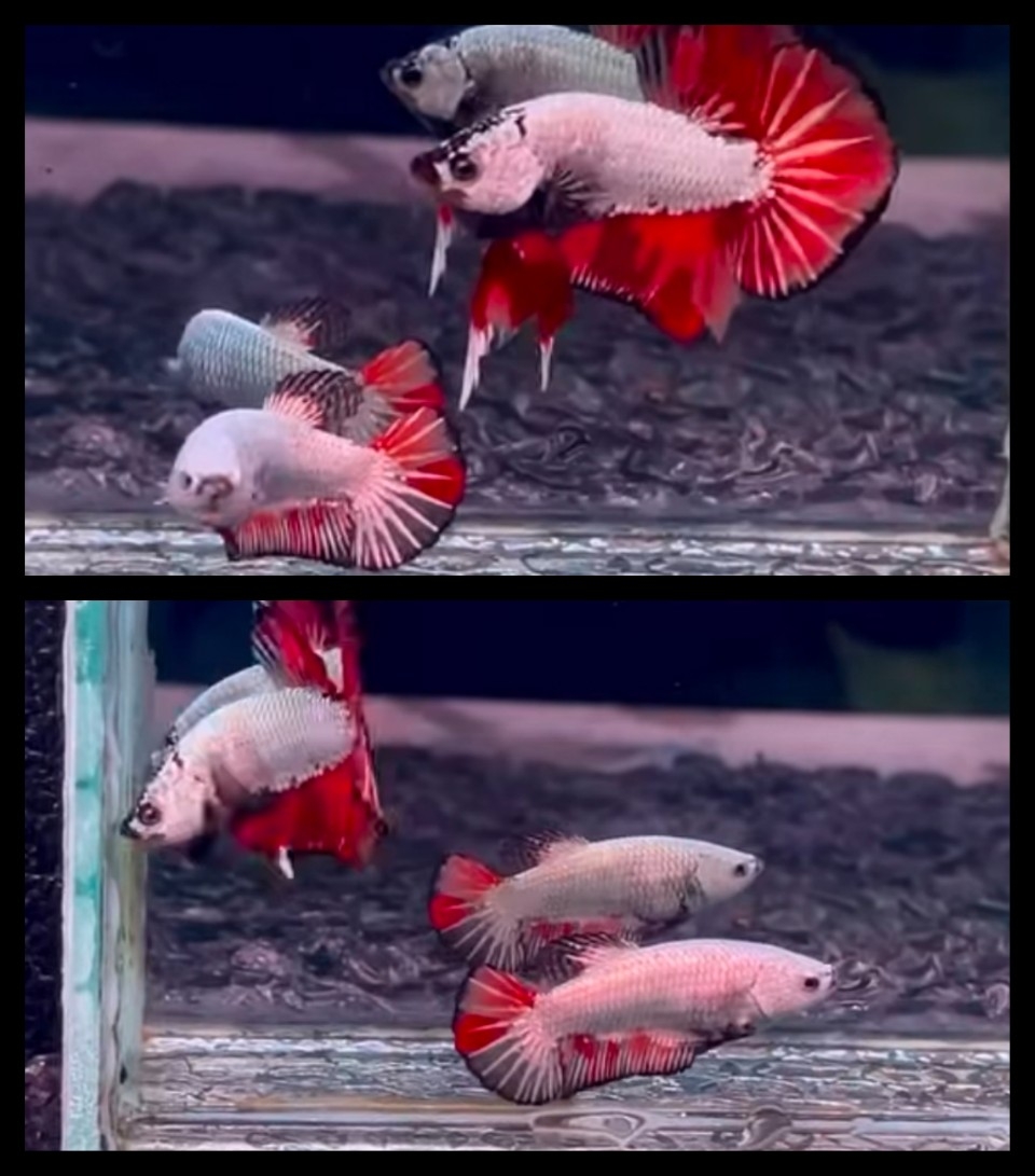 Pair Nemo Dragon