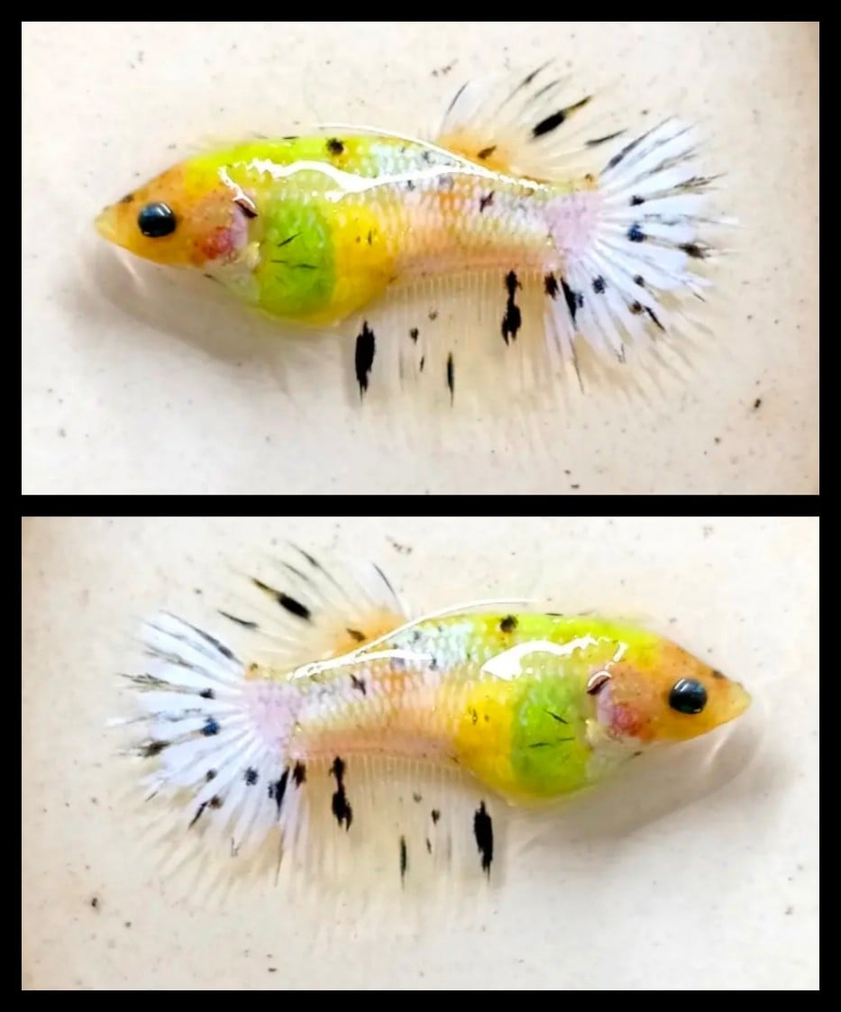 Female Marble Yellow