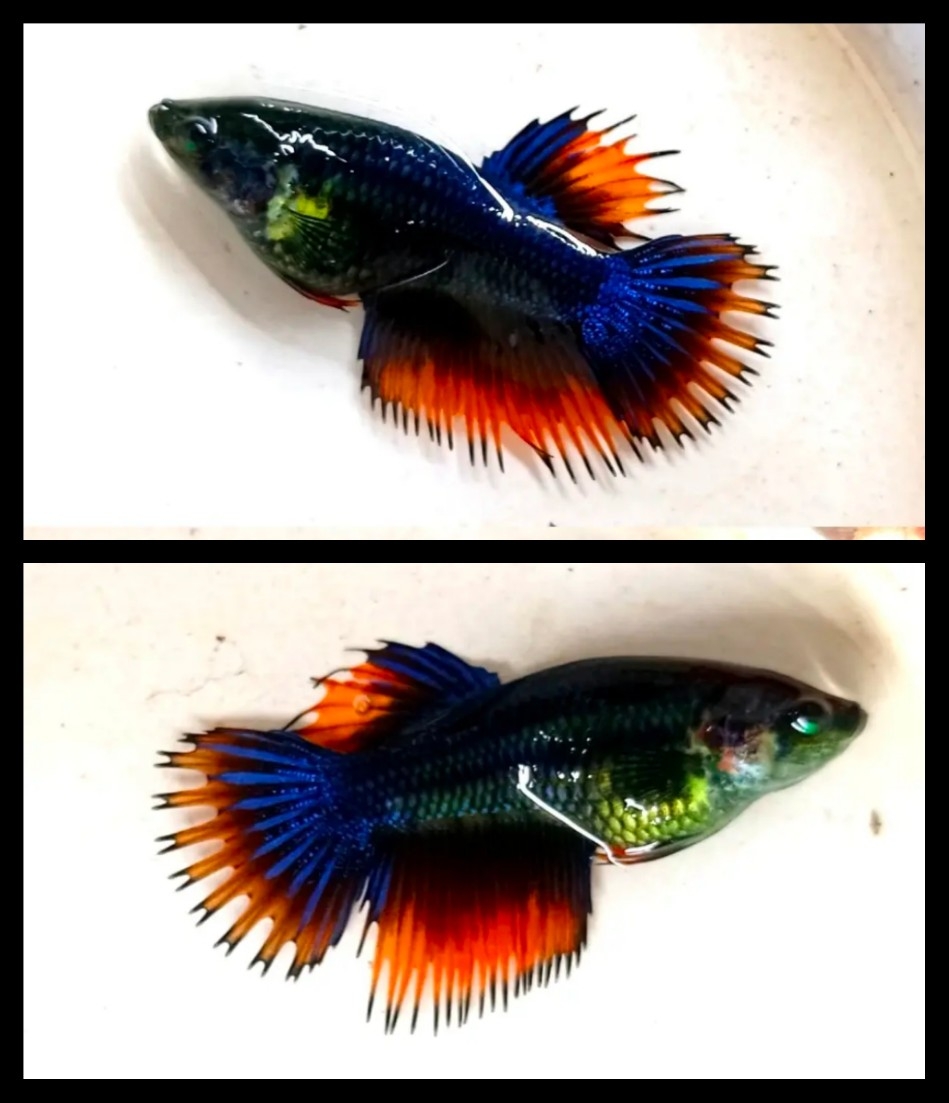 Female Red Combi