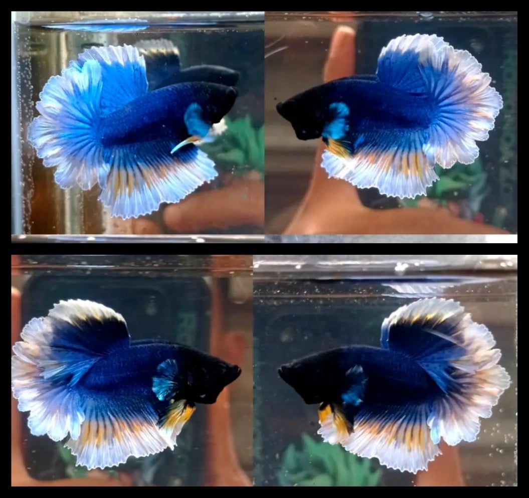 Blue Black Head Butterfly
