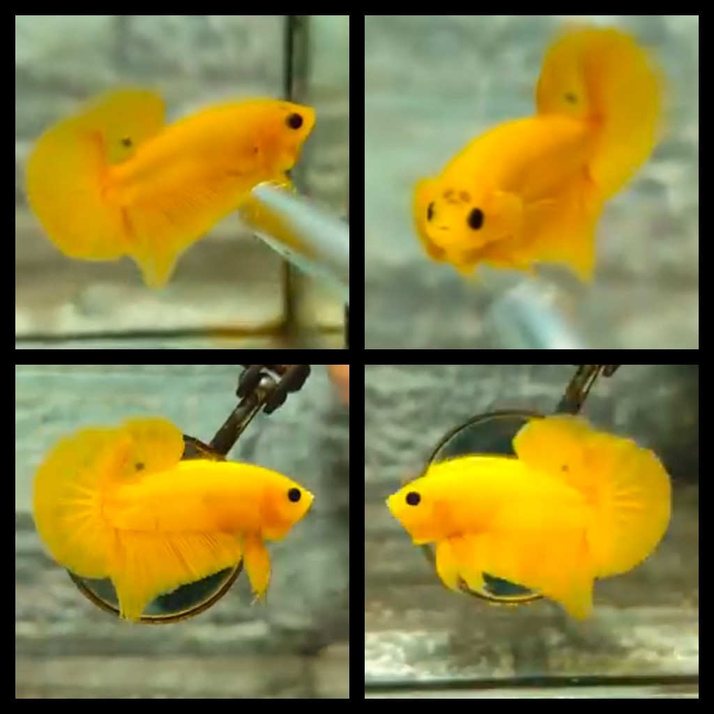 Fancy Yellow Sweet