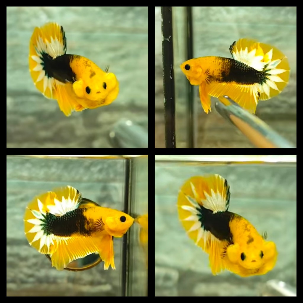 Yellow Copper Startail