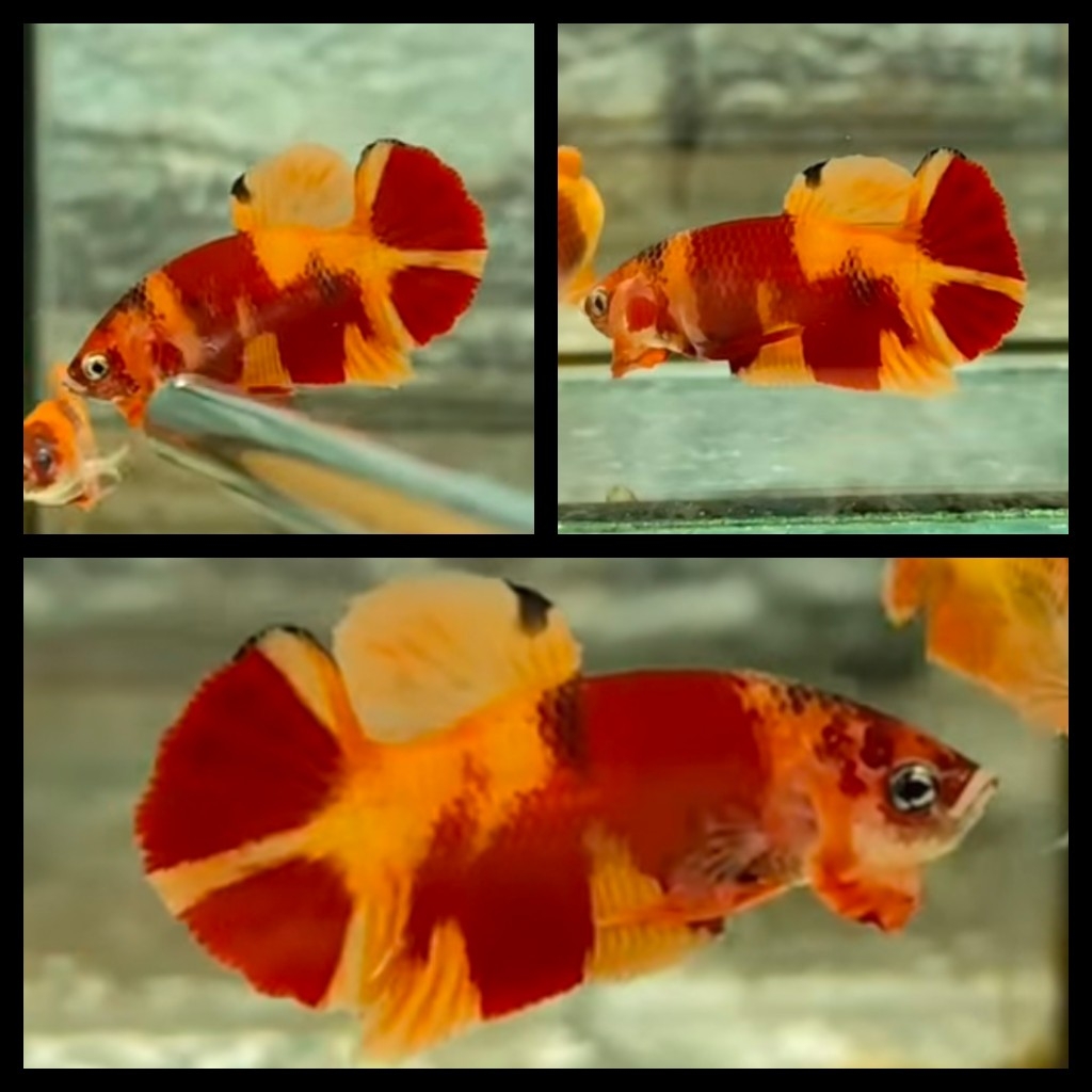 Classic Nemo