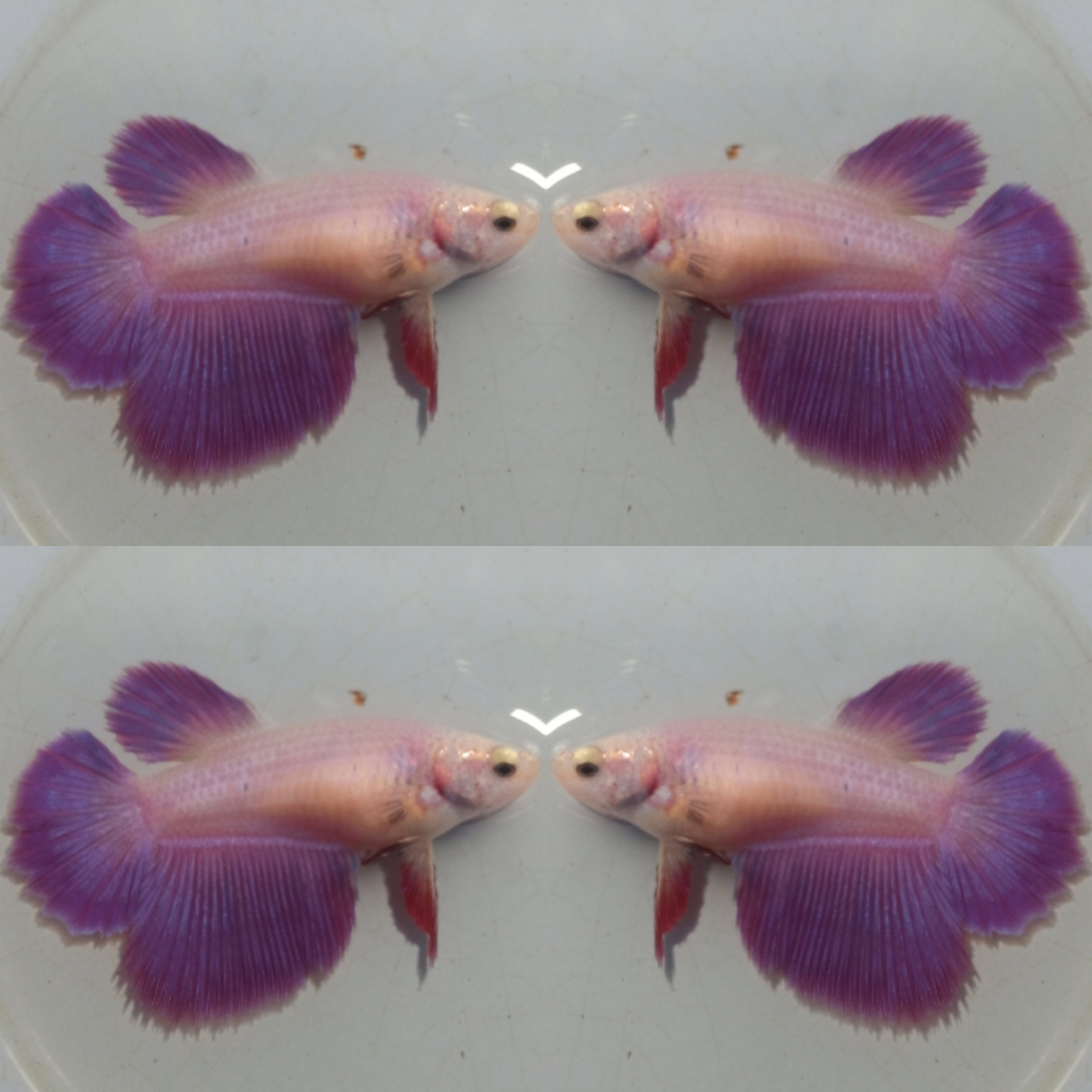 Halfmoon Purple