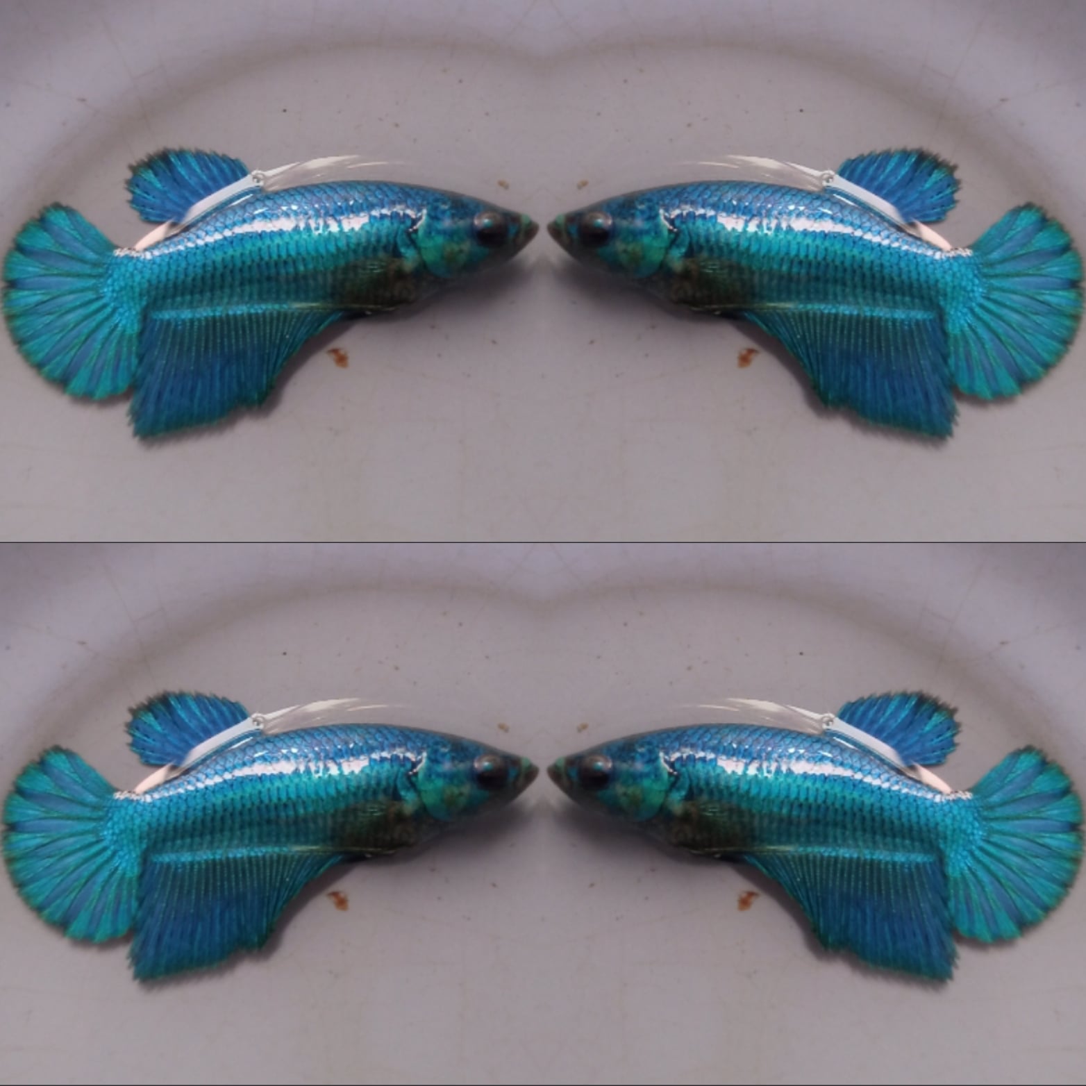 Halfmoon Green Toska