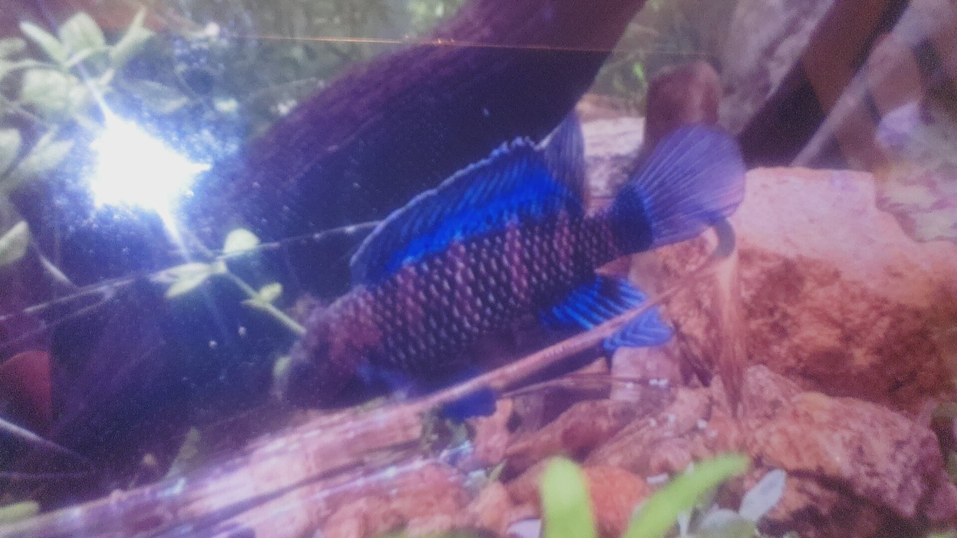 5  Blue Badis badis