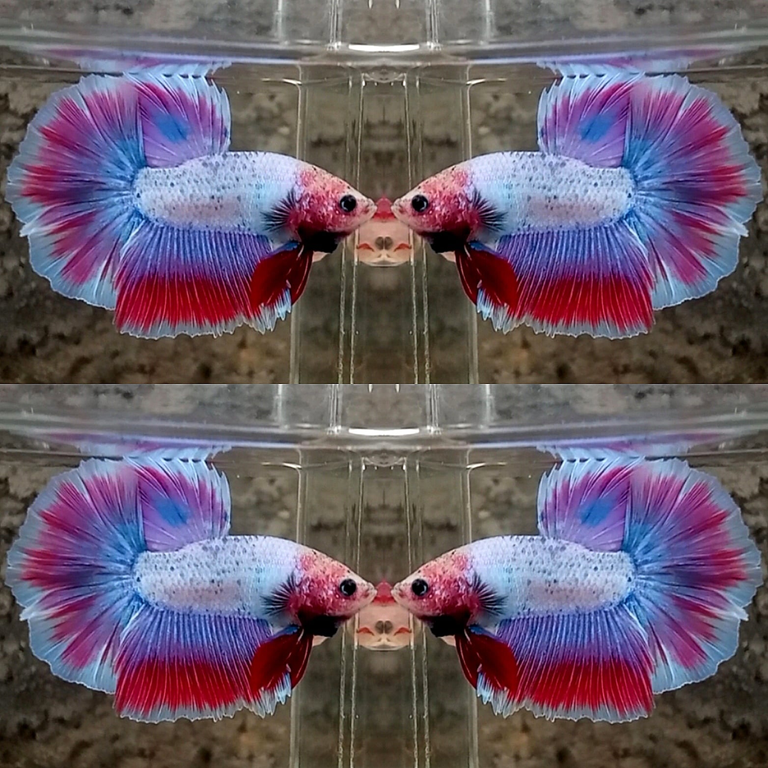 Halfmoon Unicorn