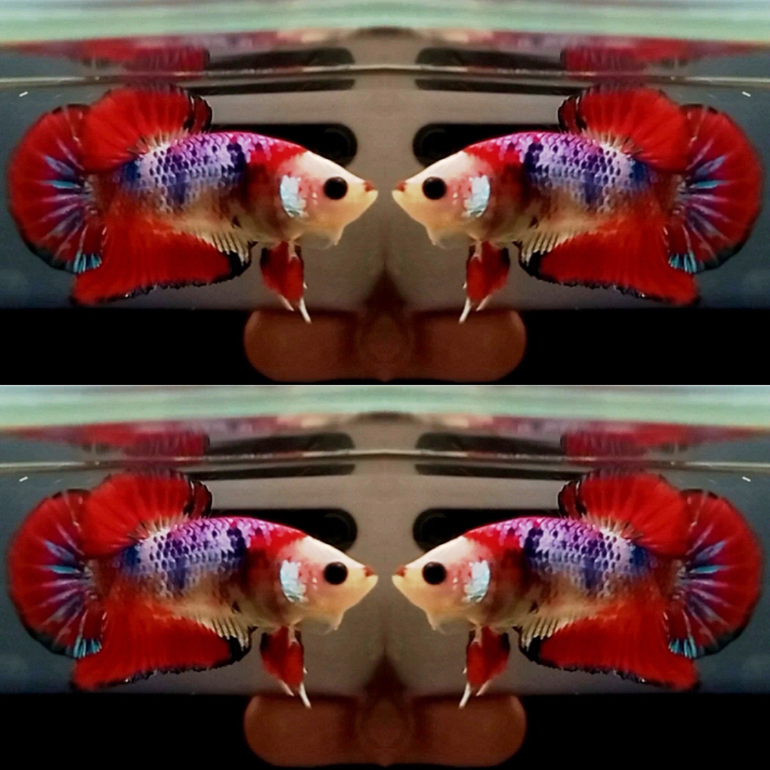 AOC (monkey face)