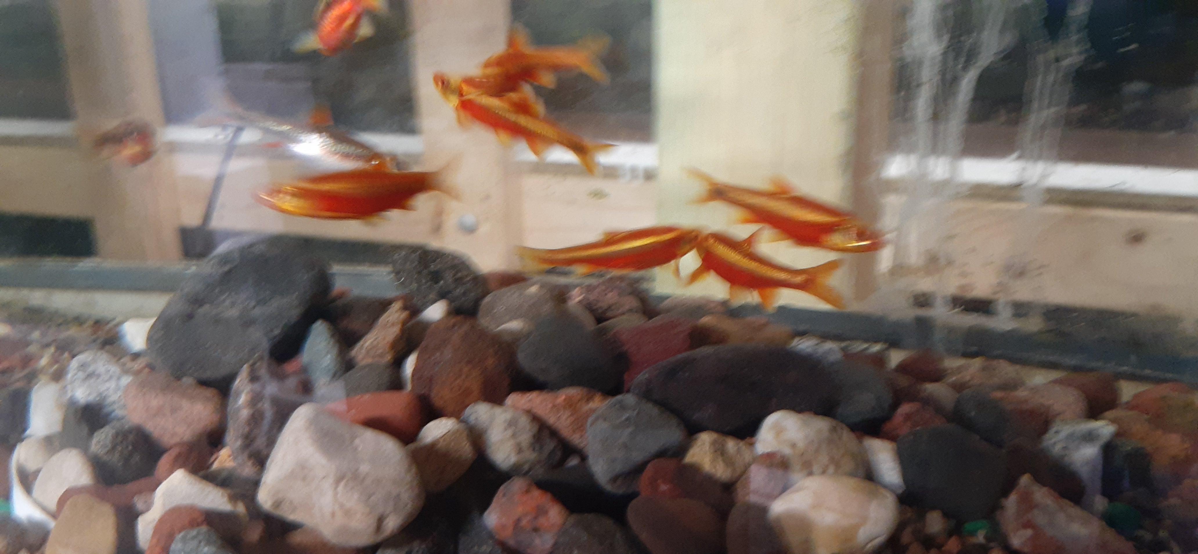 For sale are 8 Redlip Shiners