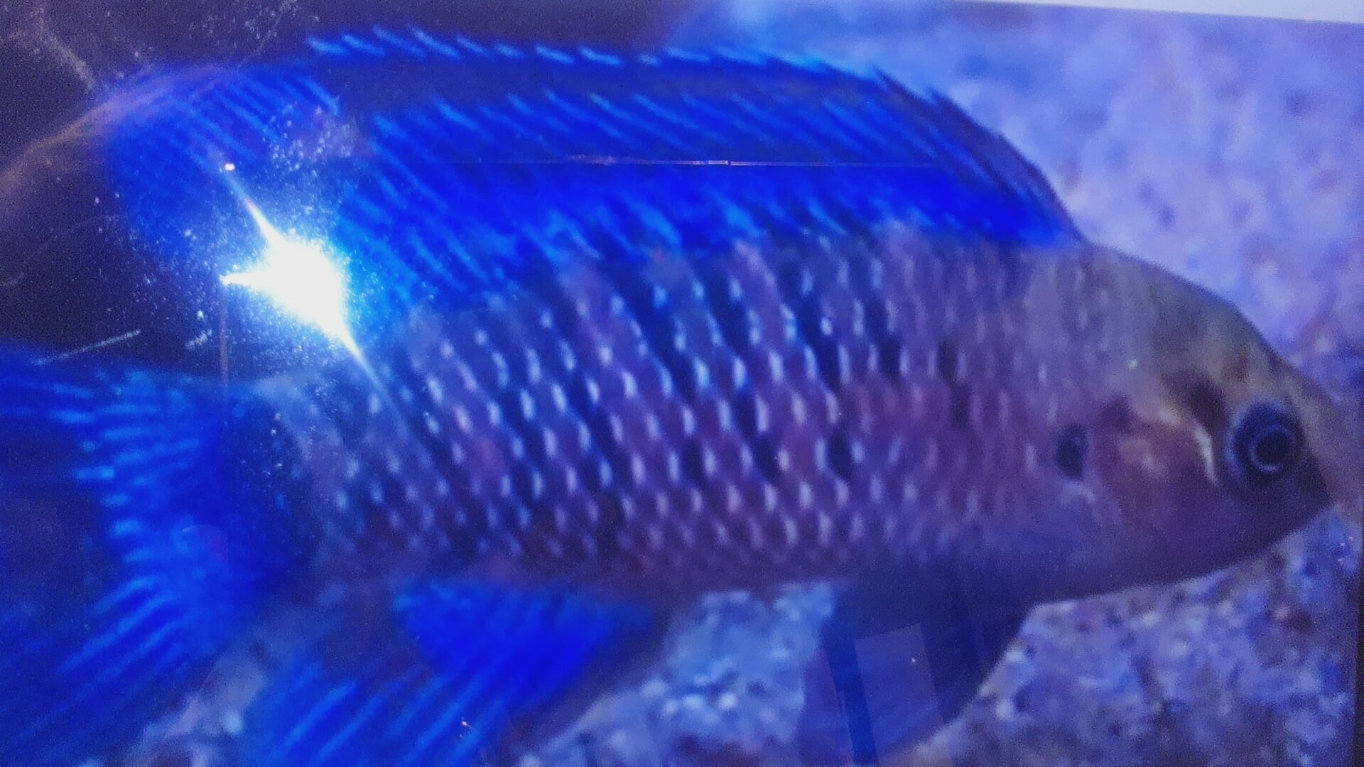 5  Blue Badis badis