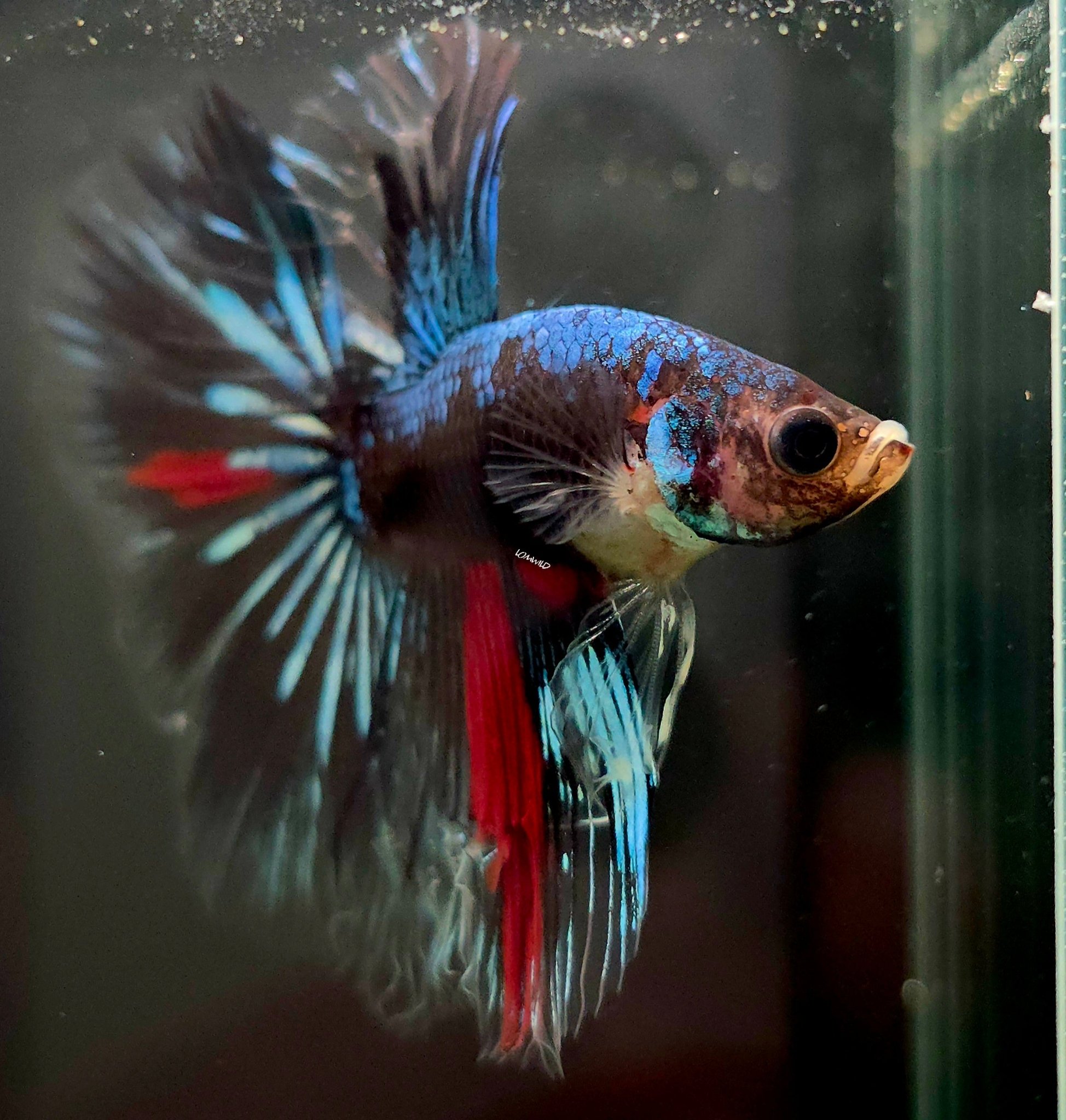 #110 Bleeding Heart Fancy Hawk LOMWILD Premium Male Betta Fish