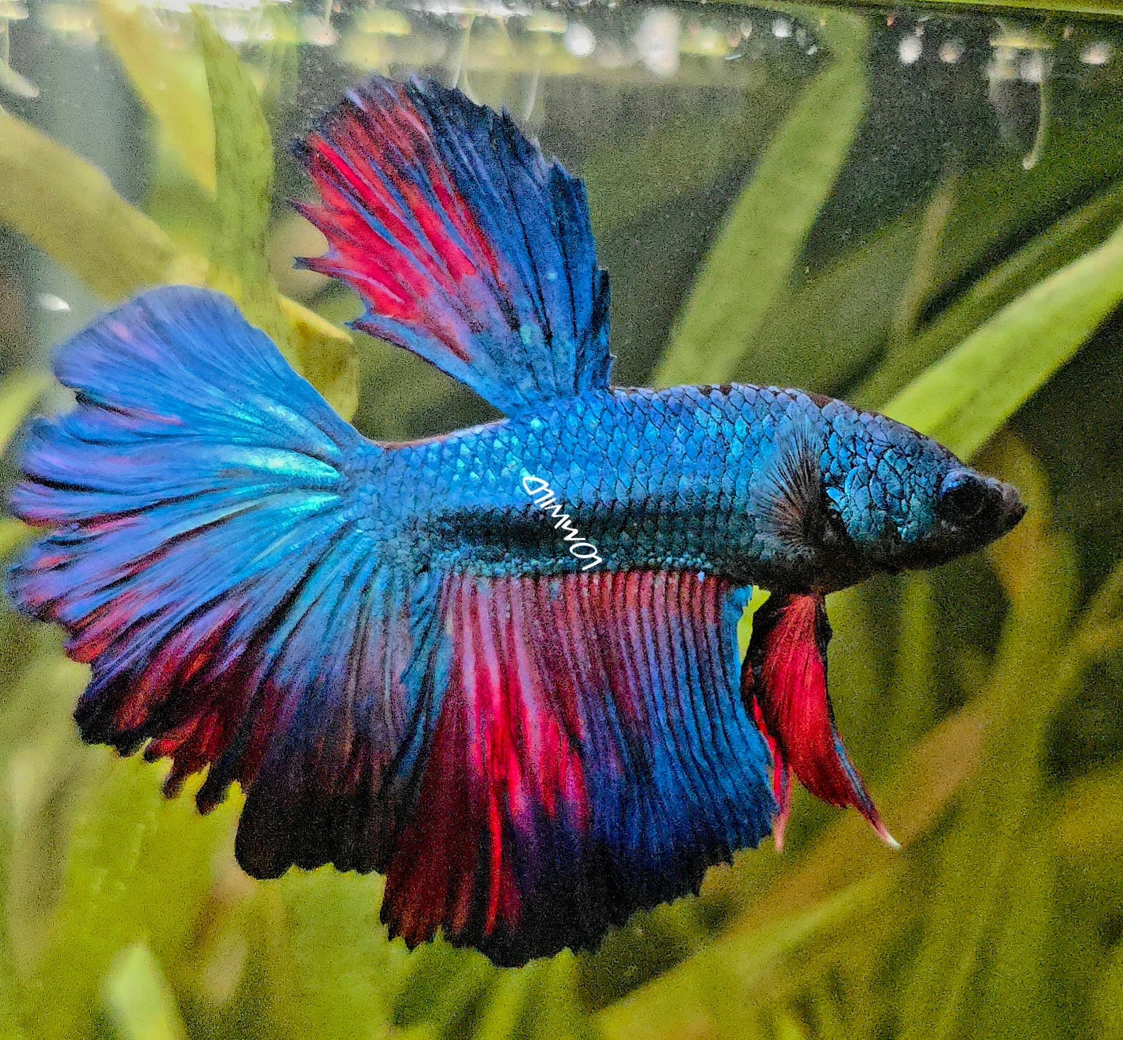 #111 High Quality Male Super Rosetail Purple Skies Line ONLY 1 AVAILABLE!