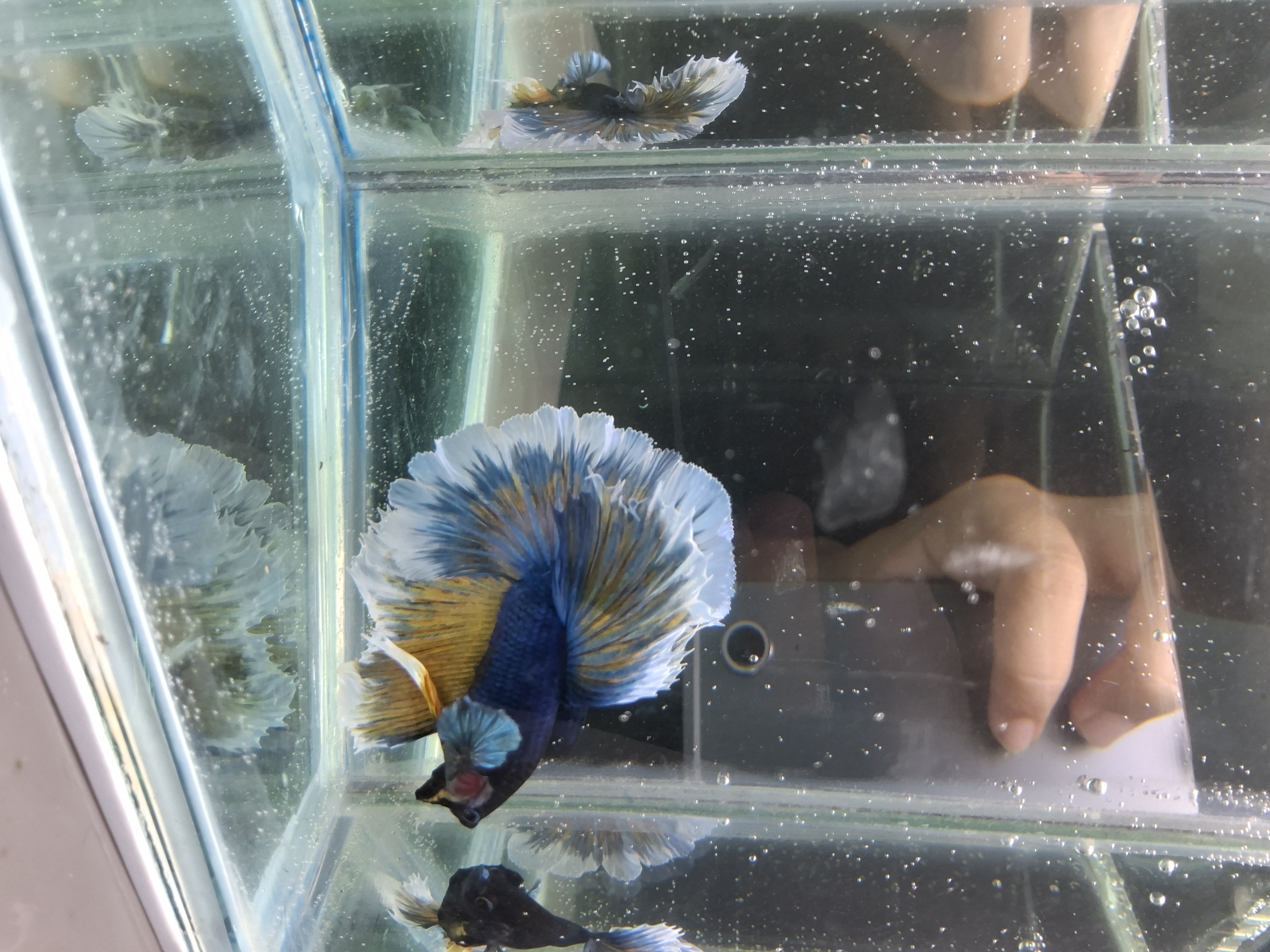 Stunning Blue Salamander Rosetail Halfmoon Betta Male