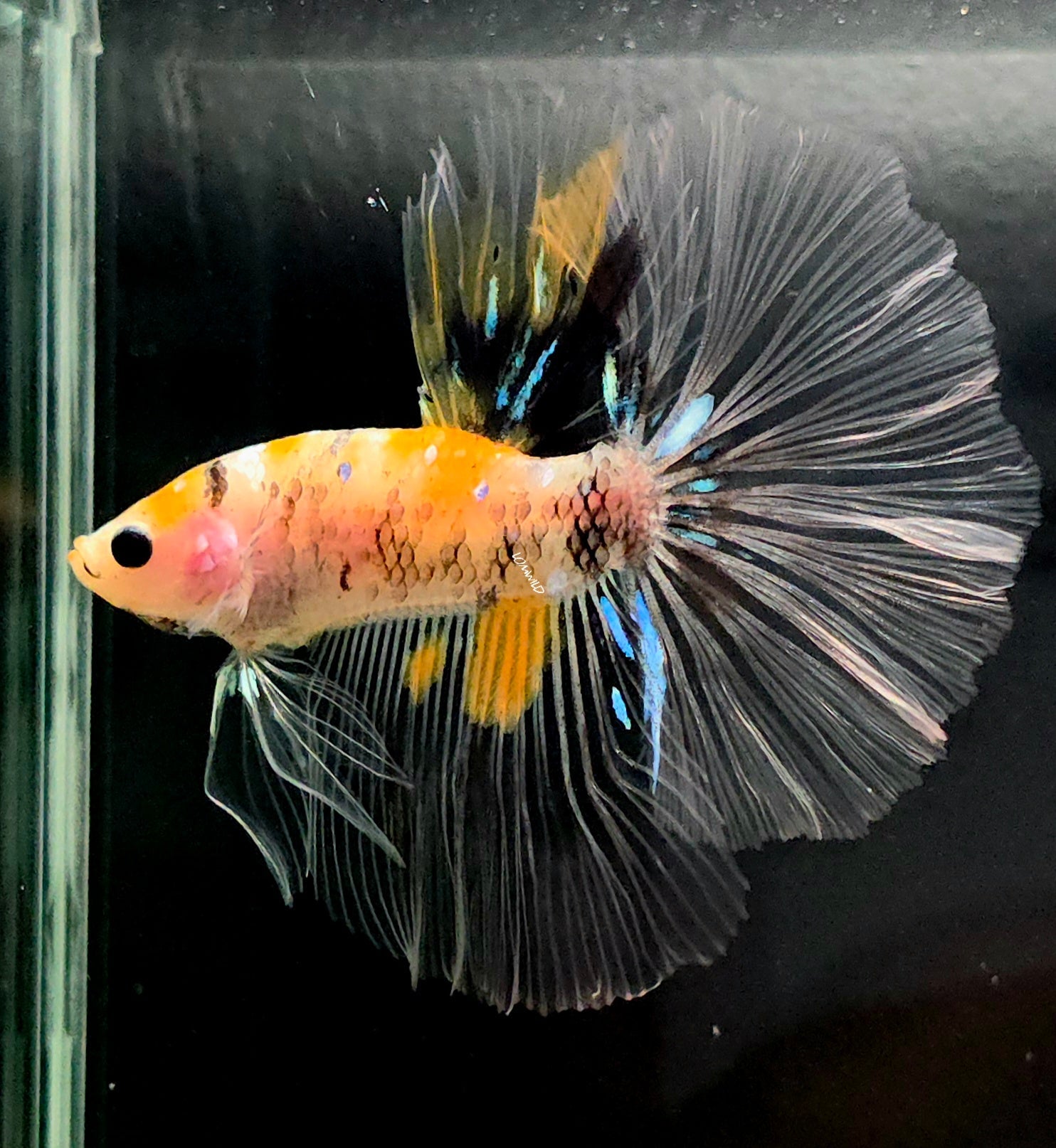 #124 Fancy Sky Hawk Bumble Bee Over Halfmoon Male Betta Fish USA Bred LOMWILD Premium Quality