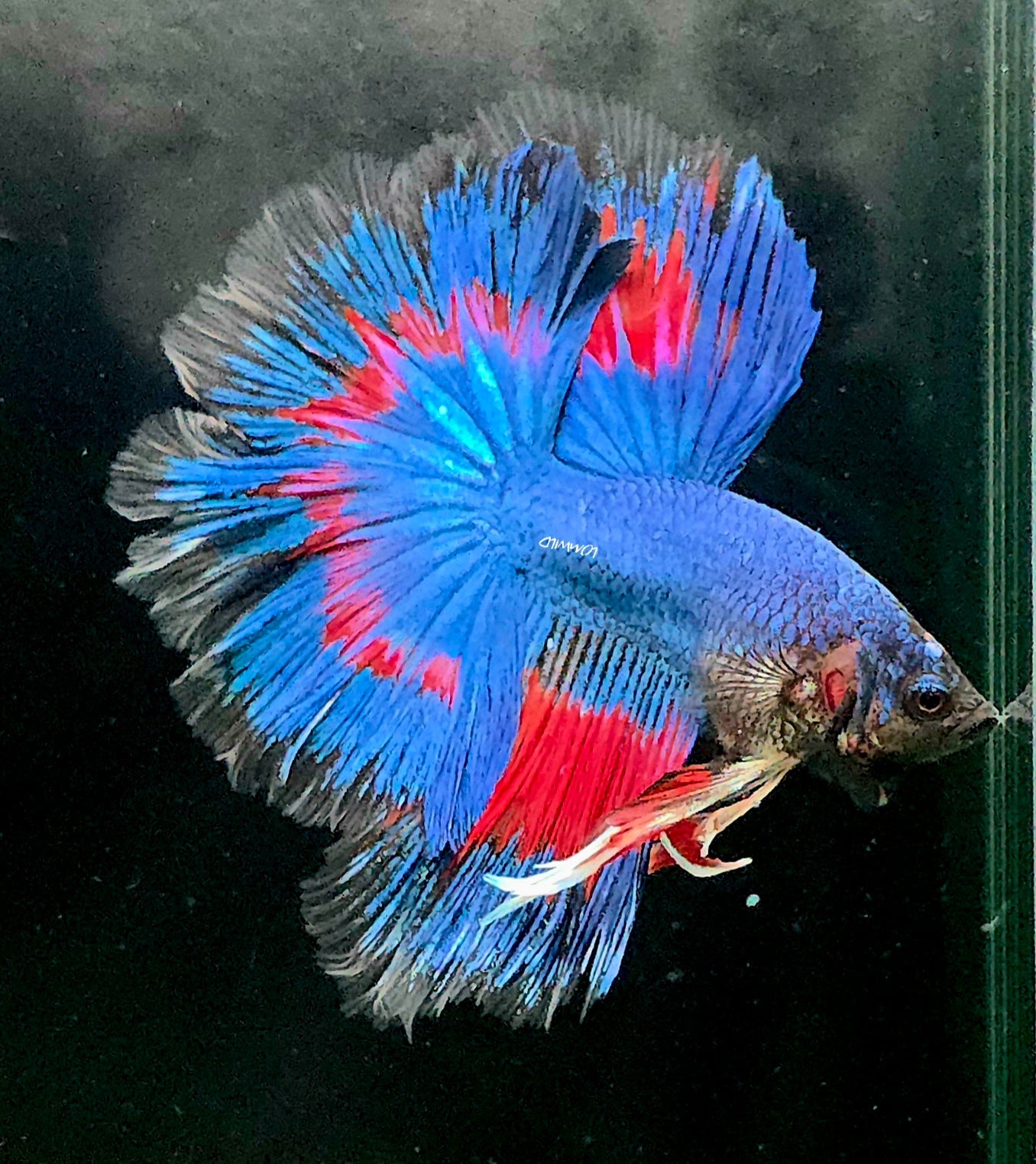 #135 Premium Male Over Halfmoon Betta Fish USA Bred LOMWILD Quality Line